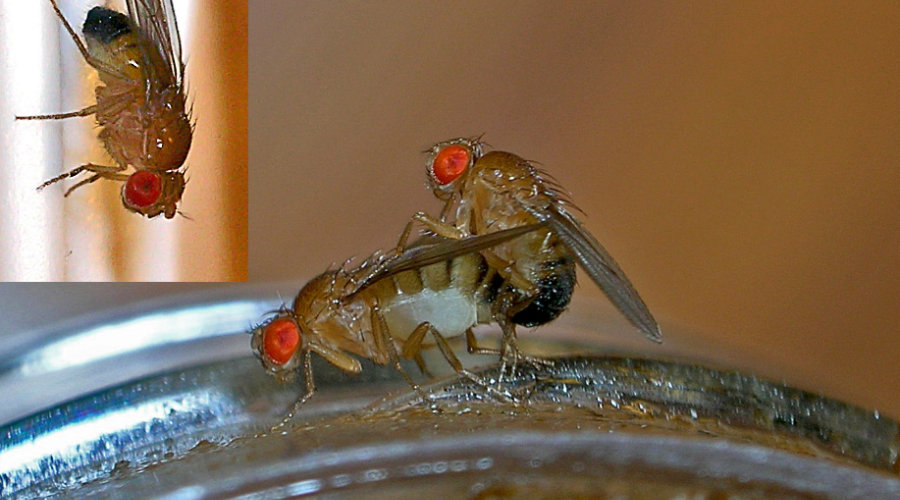 Drosophila melanogaster &ndash; fotografija prikazuje spolni dimorfizam i parenje, foto: TheAlphaWolf 