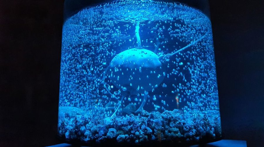 Foto: Nikša Sertić