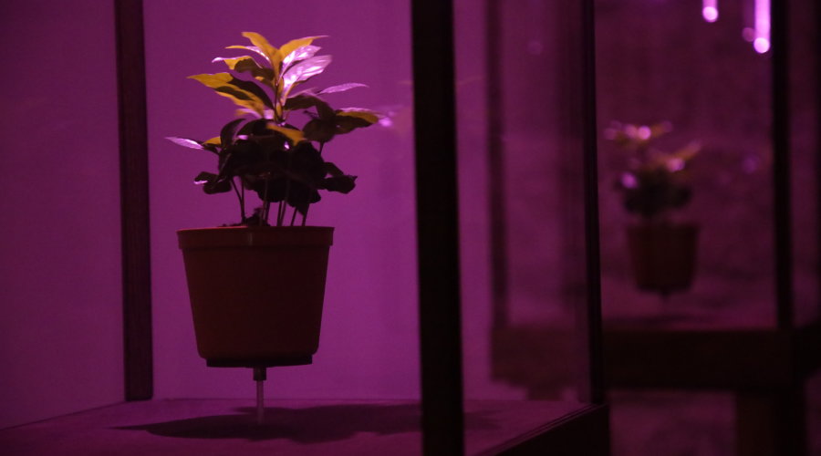 Foto: Nikša Sertić